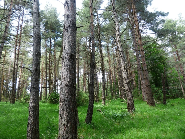 a forest filled with lots of tall trees, by Stephen Gilbert, flickr, maritime pine, forest plains of yorkshire, july 2 0 1 1, a forest with bunnies