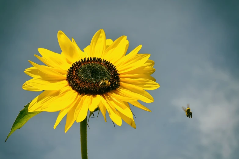 a close up of a sunflower with a bee on it, minimalism, floating into the sky, high res photo