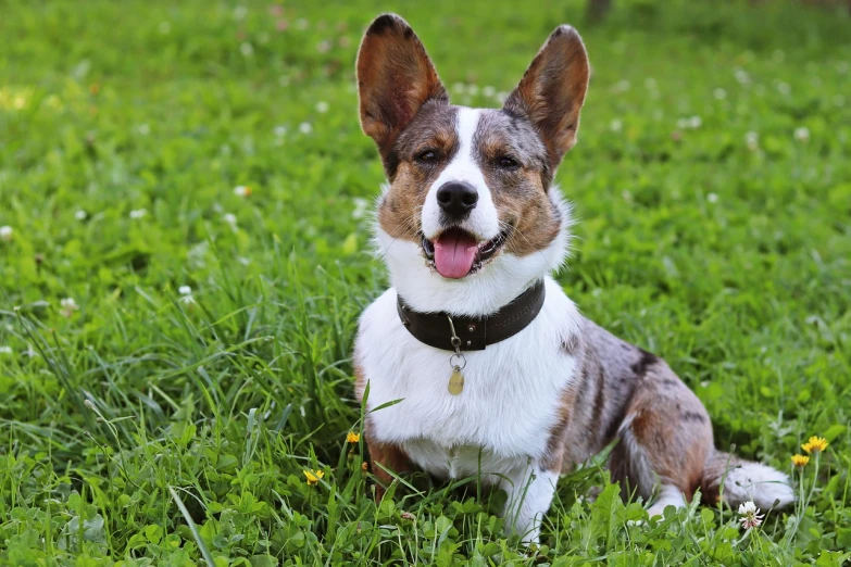 a dog that is sitting in the grass, a portrait, shutterstock, spiked collars, corgi, highly detailed photo of happy, wikimedia