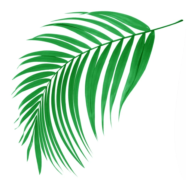 a green palm leaf on a white background, an illustration of, by Gawen Hamilton, shutterstock, flat illustration, right side composition, artistic impression, air brush illustration