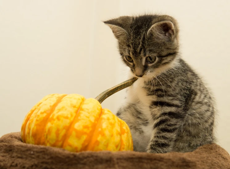 a kitten sitting on top of a blanket next to a pumpkin, shutterstock, holding a thick staff, the straw is in his mouth, very accurate photo, high res photo