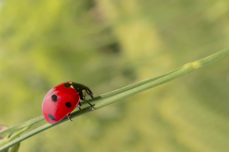 a ladybug sitting on top of a green plant, a macro photograph, by Jan Rustem, shutterstock, minimalism, high detail product photo, meadows, close-up product photo, photo - shot