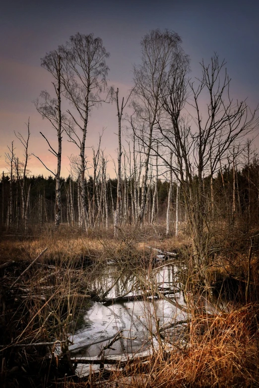 a swamp filled with lots of water next to a forest, by Jacob Kainen, flickr, romanticism, dark winter evening, desolated wasteland, birch, at sunrise in springtime