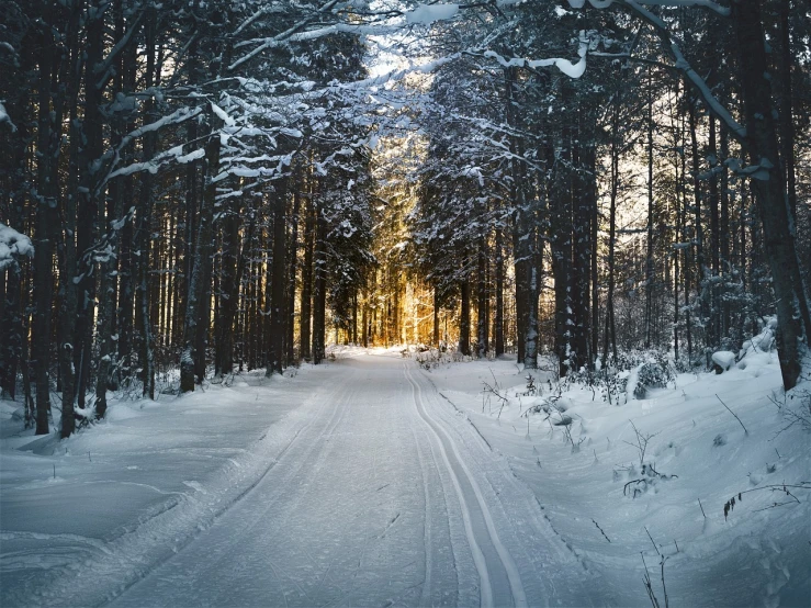 a person riding skis down a snow covered slope, a picture, shutterstock, a beautiful pathway in a forest, forest ray light, country road, photograph captured in the woods