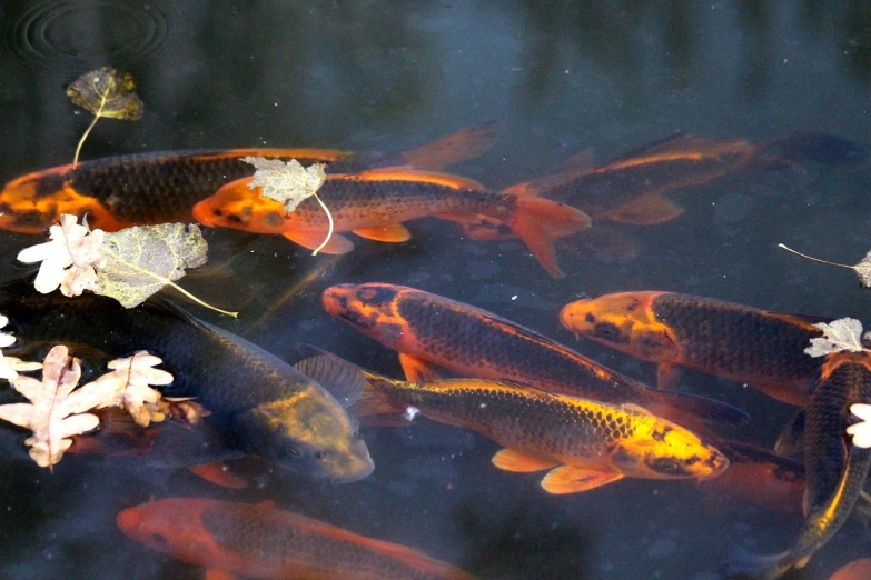 a group of koi fish swimming in a pond, a portrait, by Robert Brackman, flickr, red black and gold color scheme, bangalore, reflections in copper, emma watson wearing fancy fish