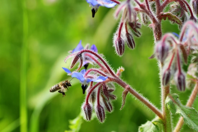 a close up of a flower with a bee on it, by Erwin Bowien, shutterstock, high quality photo, in the hillside, blue flowers bloomed all over, high details photo