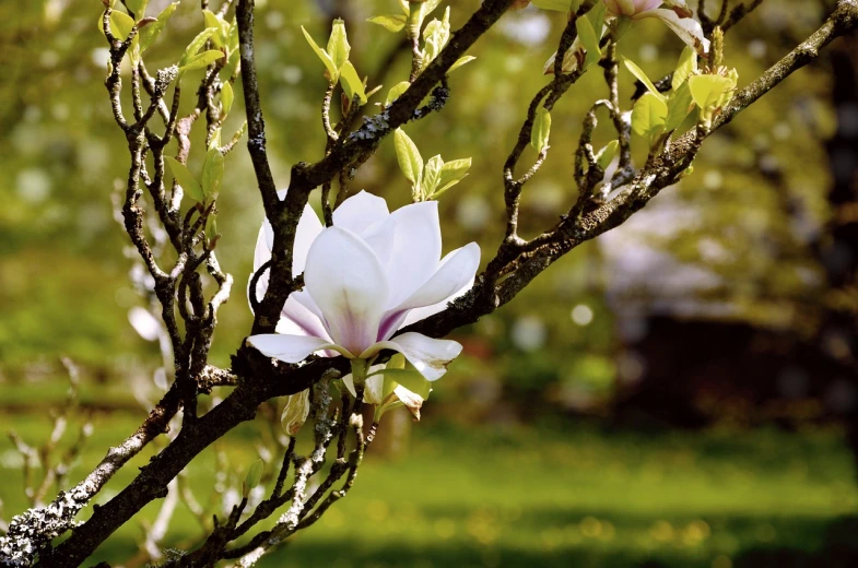 a close up of a flower on a tree, renaissance, magnolia stems, with a white, ham, nice spring afternoon lighting