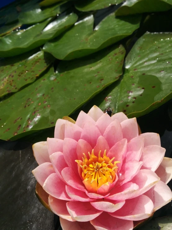 a pink flower sitting on top of a green leaf, inspired by Ethel Schwabacher, hurufiyya, pond with frogs and lilypads, pink bees, stunning!, lily petals