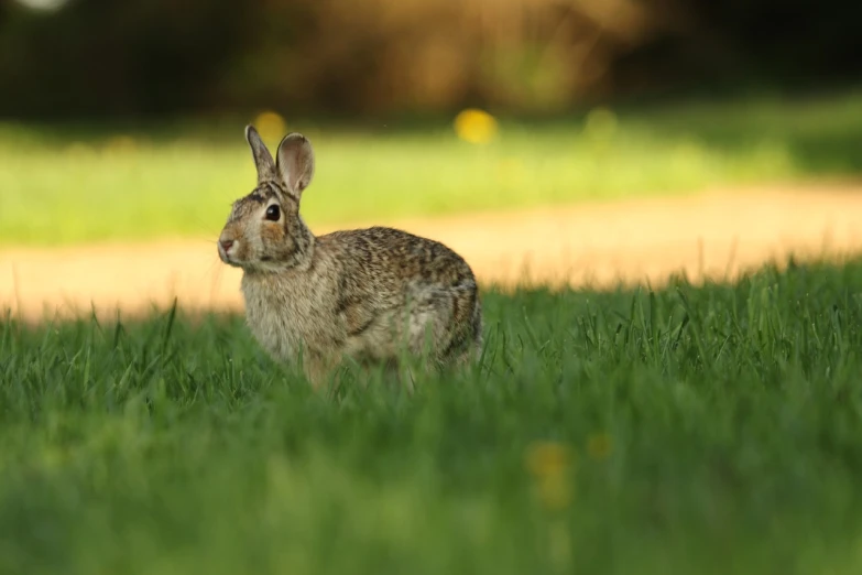 a rabbit that is sitting in the grass, a picture, by Erwin Bowien, shutterstock, basic photo, dappled in evening light, iowa, set photo