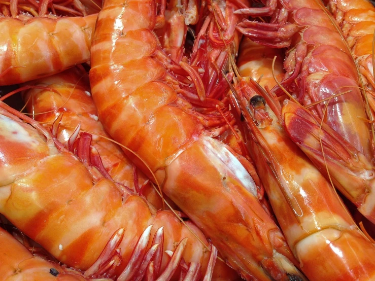 a pile of shrimp sitting on top of each other, a photo, pixabay, hurufiyya, shiny skin”, view from below, grain”, but very good looking”