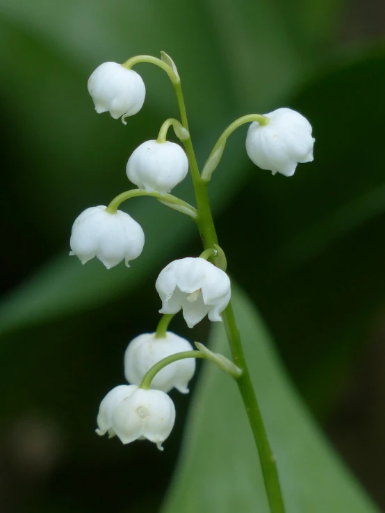 a close up of a white flower on a stem, by Robert Brackman, shutterstock, hurufiyya, ramps, bells, “berries, lilies