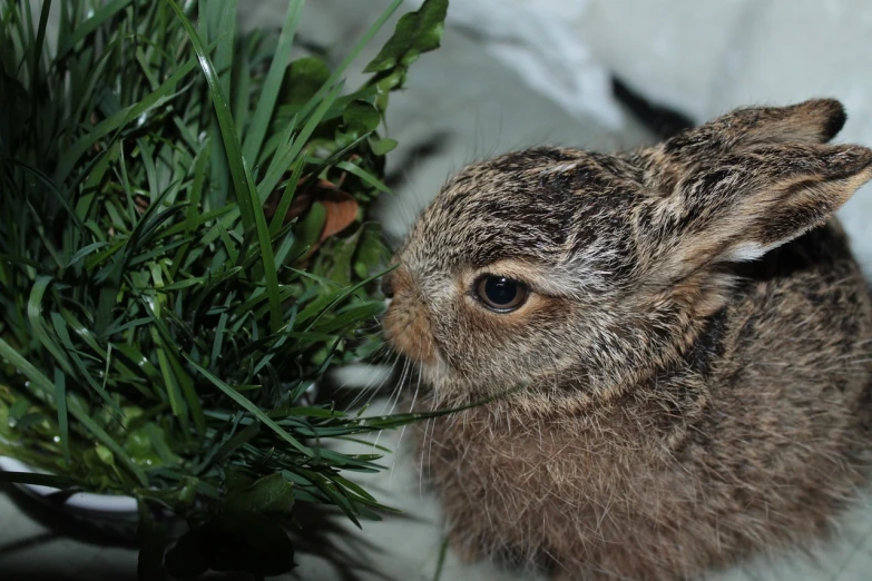 a small rabbit sitting next to a potted plant, by Robert Brackman, flickr, hurufiyya, stubble on his face, young lynx, close - up profile, high res photo