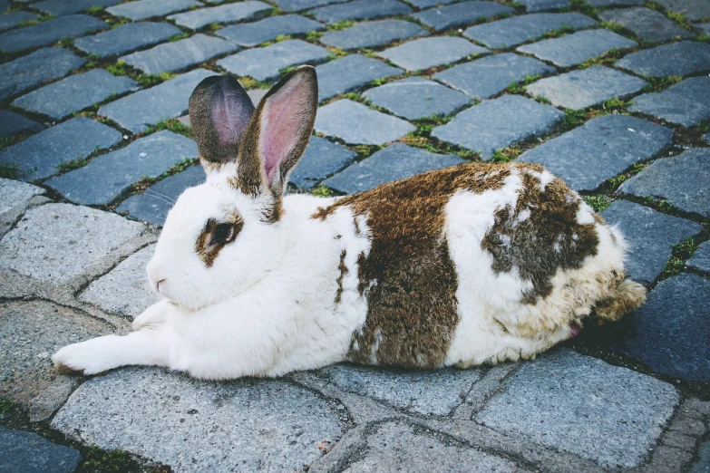 a rabbit that is laying down on the ground, unsplash, renaissance, on the sidewalk, white with chocolate brown spots, elaborate composition, floppy ears