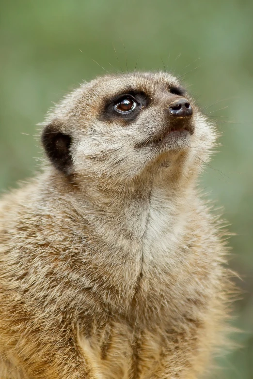 a close up of a small animal looking up, a portrait, by Dietmar Damerau, shutterstock, zoo photography, contemplating, high res photo, july 2 0 1 1