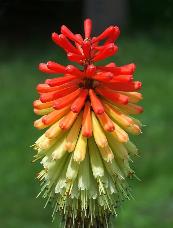 a close up of a red and yellow flower, by Robert Brackman, hurufiyya, cone shaped, dragon tail, green bright red, albino