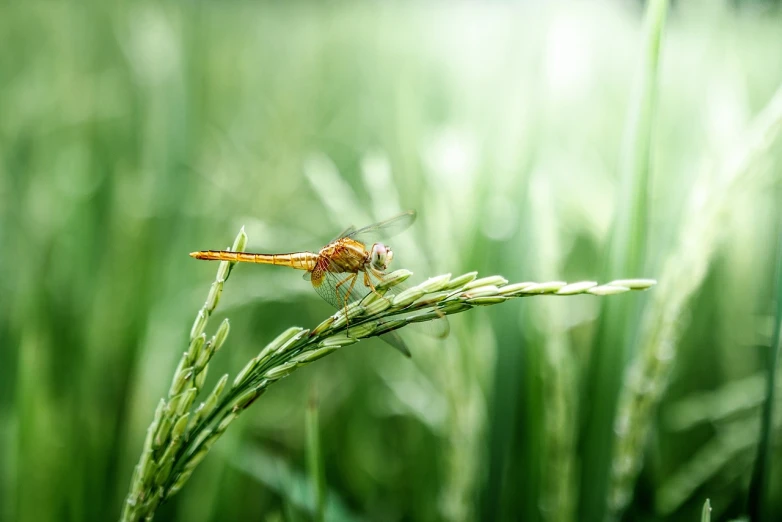 a dragonfly sitting on top of a blade of grass, a macro photograph, hurufiyya, malaysia with a paddy field, orange fluffy belly, high res photo, modern high sharpness photo