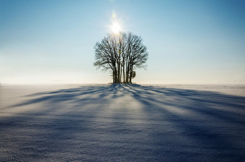 a lone tree sitting in the middle of a snow covered field, a photo, by Karl Walser, trending on pixabay, sun shining through the trees, trees growing on its body, (3 are winter, sun puddle
