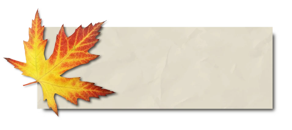 a close up of a leaf on a piece of paper, by Susan Heidi, pixabay, digital art, autumn maples, full view blank background, banner, background image