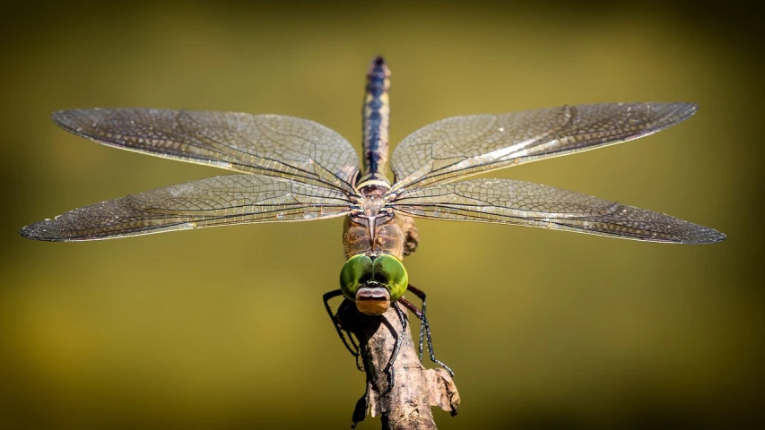 a dragonfly sitting on top of a tree branch, a macro photograph, by Dietmar Damerau, pixabay contest winner, hurufiyya, avatar image, mobile wallpaper, armor angle with wing, smiling for the camera