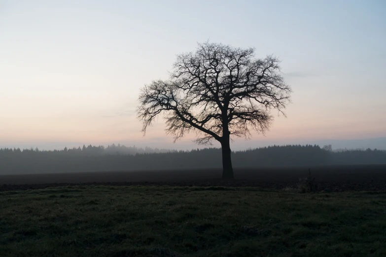 a lone tree in the middle of a field, a picture, inspired by Georg Friedrich Schmidt, flickr, foggy at dawn, forest in the background, soft light of winter, oregon