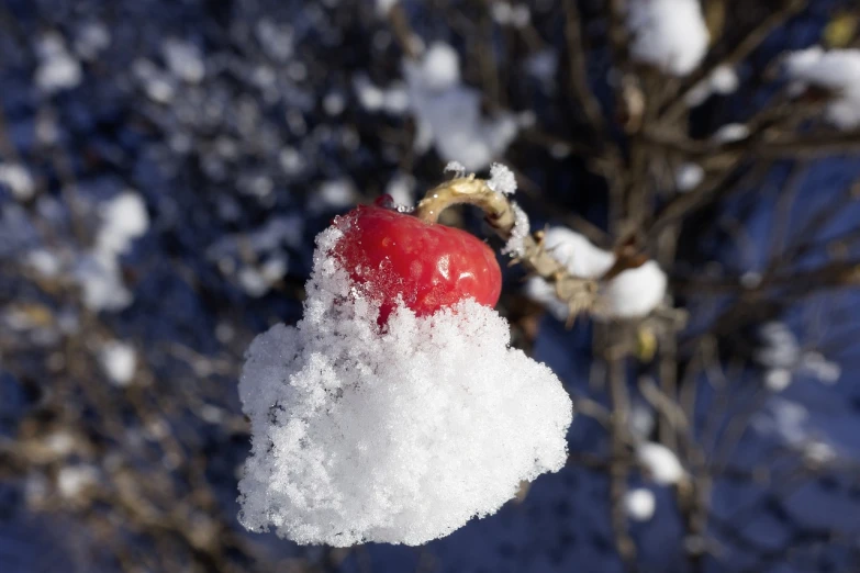 a red apple sitting on top of a snow covered tree, a picture, romanticism, cotton, chili, closeup photo, blue liquid and snow