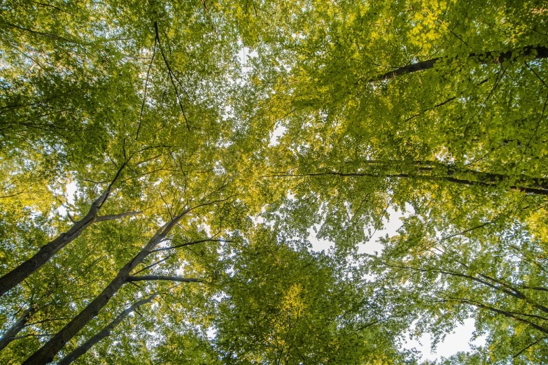 a forest filled with lots of green trees, a picture, by Erwin Bowien, shutterstock, with branches! reaching the sky, vertical composition, green and yellow colors, roofed forest