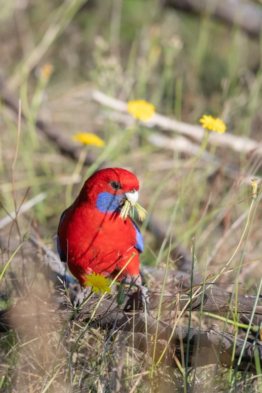 a red and blue bird sitting on top of a tree branch, a portrait, by Peter Churcher, shutterstock, fine art, australian wildflowers, eating, hay, red and yellow