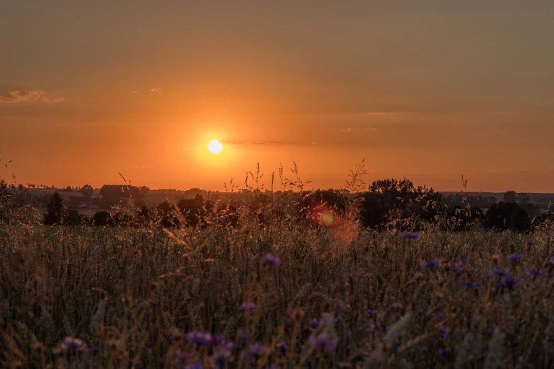 the sun is setting over a field of wildflowers, a picture, by Thomas Häfner, photo 85mm, summer night, stubble, sunset!!!