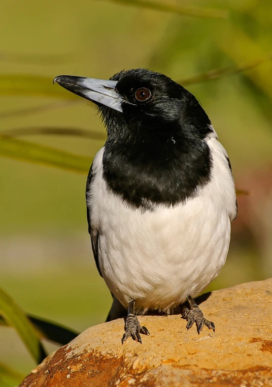 a black and white bird sitting on top of a rock, by Juergen von Huendeberg, flickr, in australia, large black eyes!!!, handsome man, black tendrils