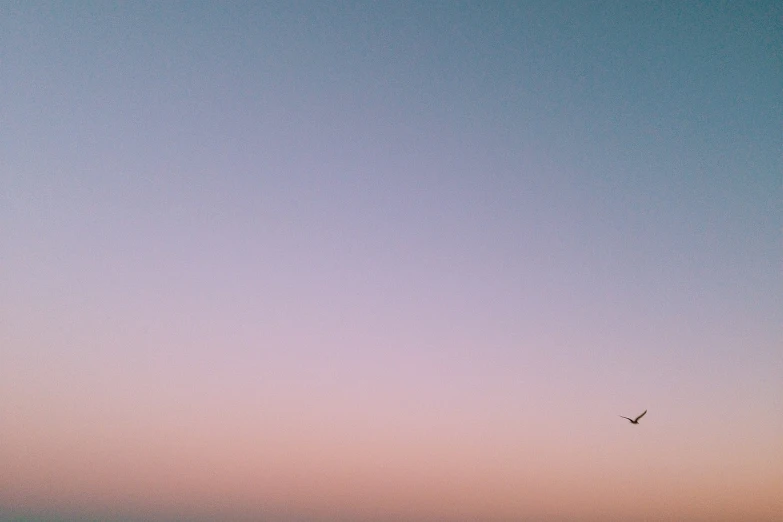 a couple of people on a beach flying a kite, by Andrei Kolkoutine, postminimalism, at gentle dawn pink light, seagull, iphone photo, panorama view of the sky