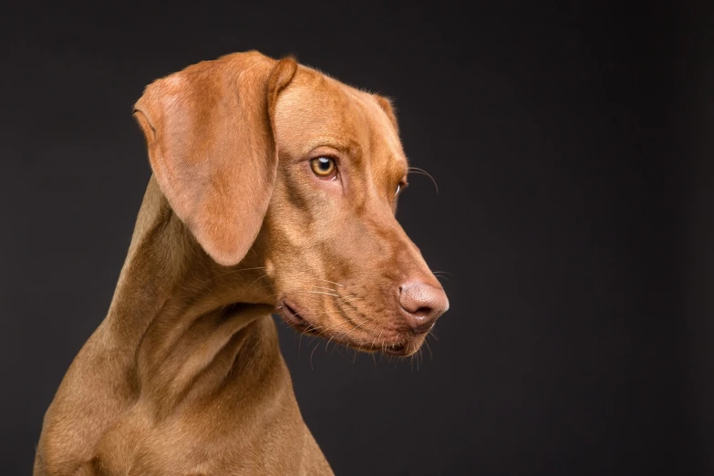 a close up of a dog on a black background, by Elke Vogelsang, shutterstock, cinnamon skin color, realistic studio portrait, side profile cenetered portrait, red puppils