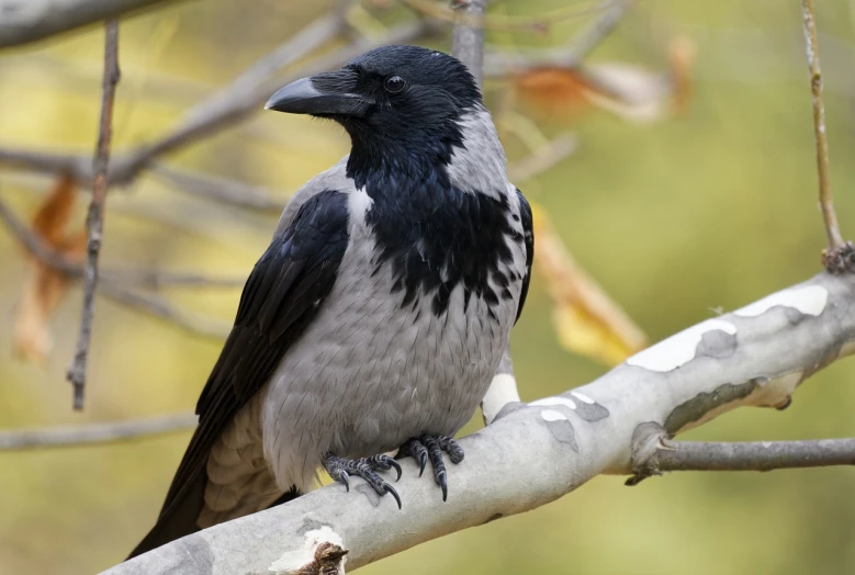 a black and white bird sitting on top of a tree branch, a portrait, inspired by Gonzalo Endara Crow, shutterstock, in australia, long thick shiny black beak, stock photo, sitting on a curly branch