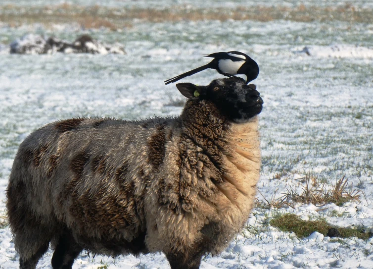 a sheep standing in the snow with a bird on its head, magpie, high res photo, telephoto shot, with a gullet at the end