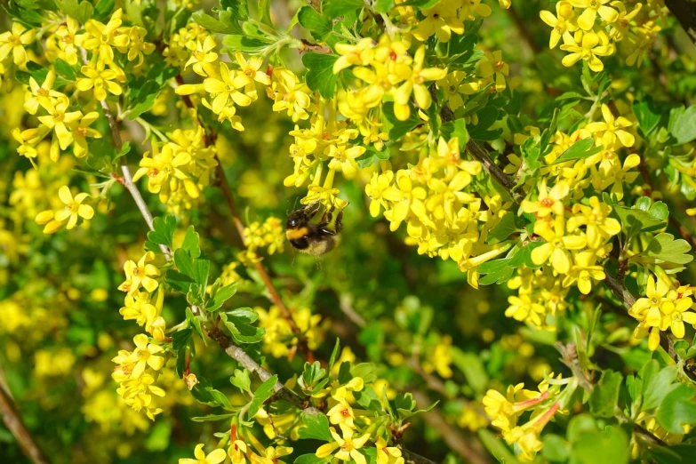 a bee sitting on top of a yellow flower, by Robert Brackman, shrubbery, spring evening, hedge, jasmine