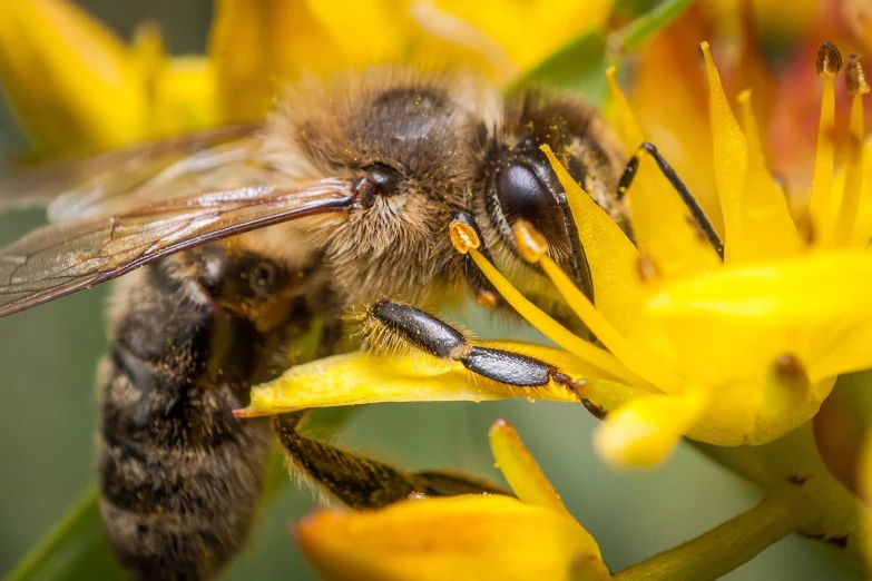 a close up of a bee on a flower, a macro photograph, by Robert Brackman, shutterstock, hurufiyya, with yellow flowers around it, manuka, fine detail post processing, young female