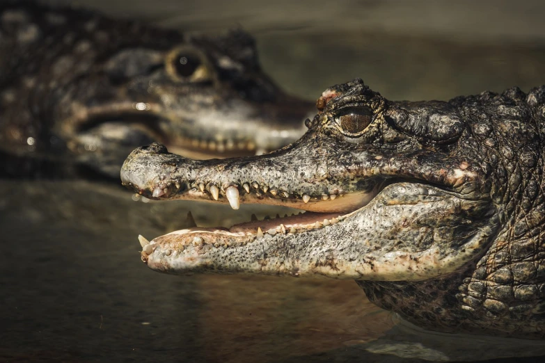 a close up of two alligators with their mouths open, a portrait, by Dietmar Damerau, shutterstock, photorealism, high detail 4 k, stock photo, innocent look, portait photo