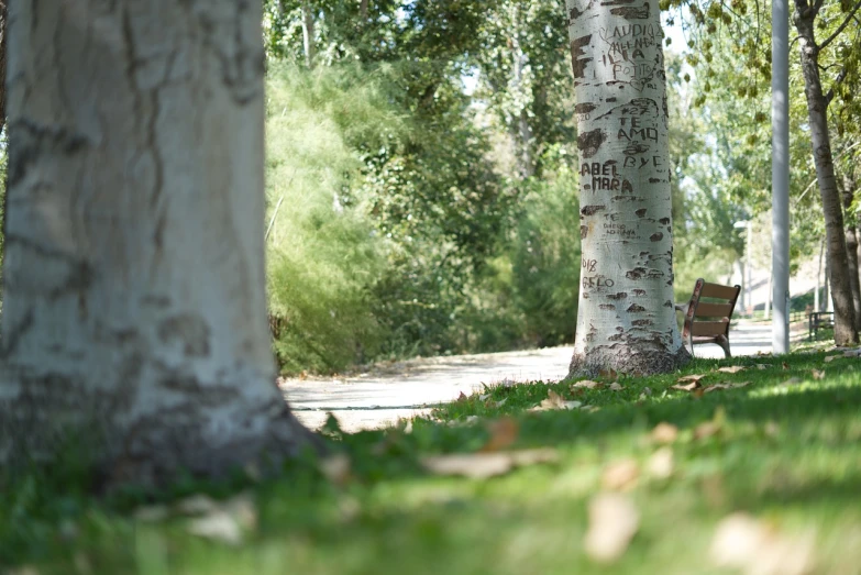 a bench sitting between two trees in a park, unsplash, realism, hidden message, ultra shallow depth of field, betula pendula, california;