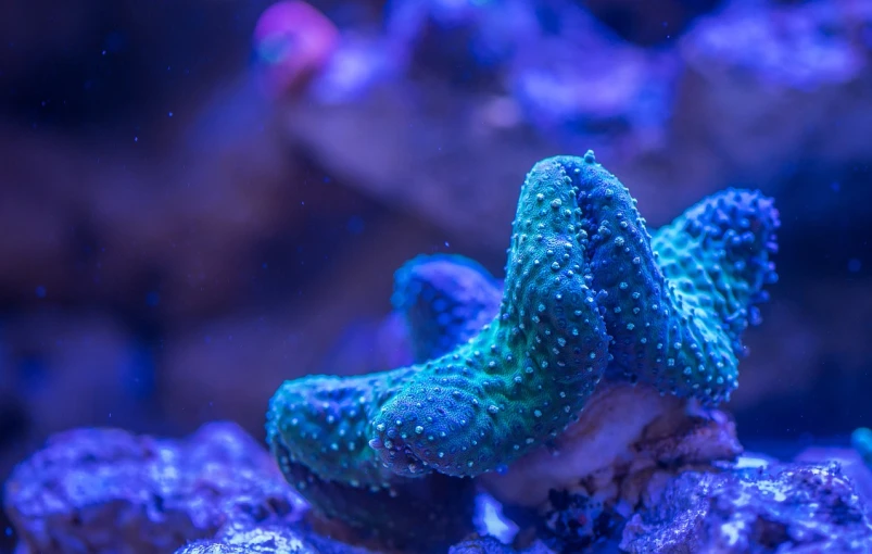 a blue starfish sitting on top of a rock, a microscopic photo, fantastic realism, beautiful colorful corals, night time low light, green skin with scales, with a tentacle - shaped tongue