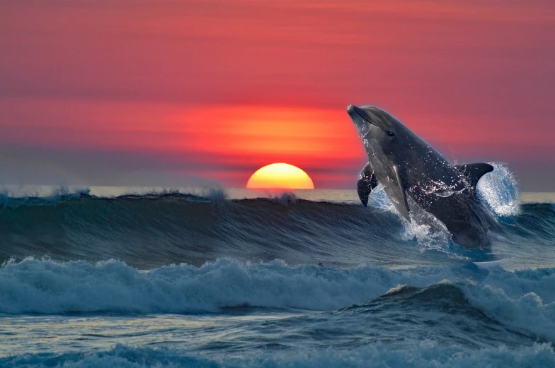 a dolphin jumping out of the water at sunset, a picture, by Matt Stewart, shutterstock, romanticism, whales showing from the waves, 4k uhd wallpaper, sun ray, chris moore”