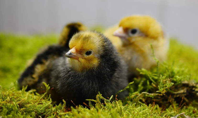 a couple of small birds sitting on top of a lush green field, freckles on chicks, 3 4 5 3 1, black and yellow, cocky expression