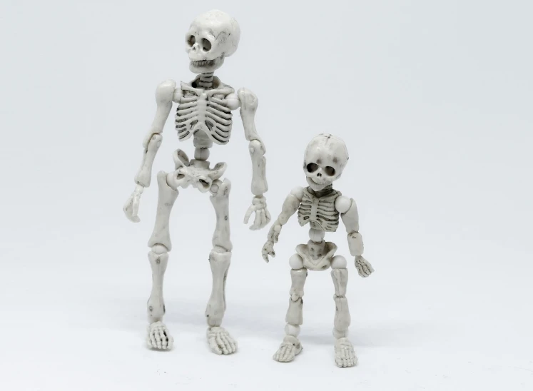 a couple of skeleton figurines standing next to each other, by Maeda Masao, miniature product photo, vinyl action figure, human structure, educational