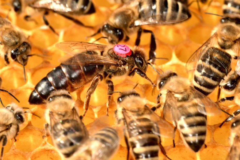 a bunch of bees that are inside of a beehive, a portrait, by Robert Brackman, hurufiyya, beautiful queen, labeled, remove, pink bees