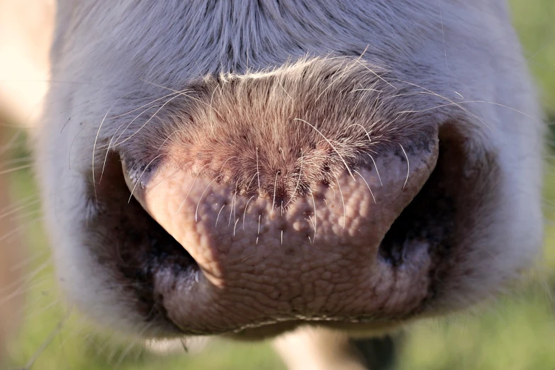 a close up of the nose of a cow, by Jan Rustem, flickr, pallid skin, symmetry!, mule, full body close-up shot