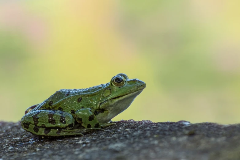 a green frog sitting on top of a rock, a macro photograph, renaissance, profile perspective, detailed 4 k photo, outdoor photo, looking off to the side