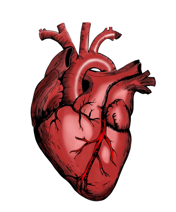 a drawing of a human heart on a black background, a digital rendering, high contrast illustration, portfolio illustration, voodoo”, wide screenshot