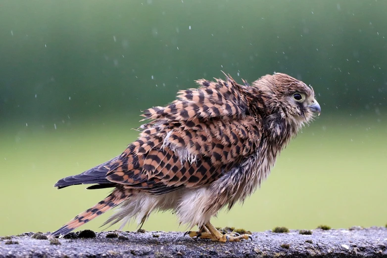 a brown and black bird standing on top of a rock, a picture, while it's raining, falcon, furry mawshot, covered in water drops