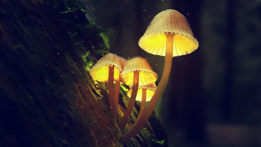 a group of mushrooms sitting on top of a tree, a macro photograph, by Beeple, digital art, golden dappled dynamic lighting, [ realistic photography ], it is glowing, high quality fantasy stock photo