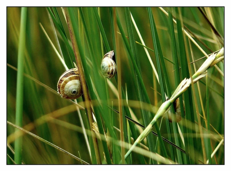 a couple of snails sitting on top of a lush green field, by Dietmar Damerau, flickr, renaissance, reeds, 2 0 0 4 photograph, watery eyes, ! low contrast!