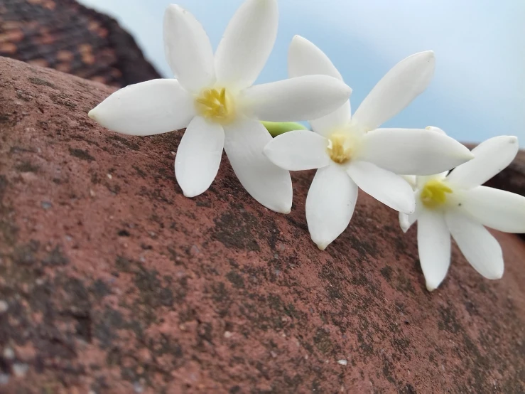 a couple of white flowers sitting on top of a rock, arabesque, on a wall, up close image, beauttiful stars, hyacinth