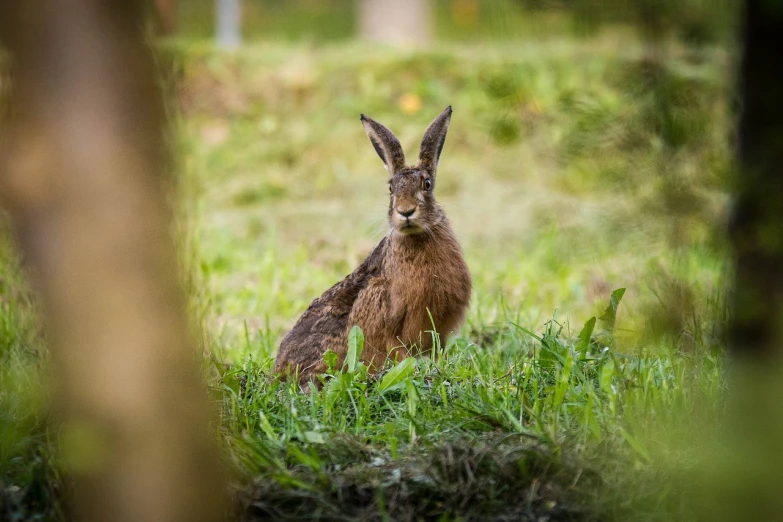 a rabbit that is sitting in the grass, a picture, by Dietmar Damerau, avatar image, glaring at the camera, in a woodland glade, ripley scott